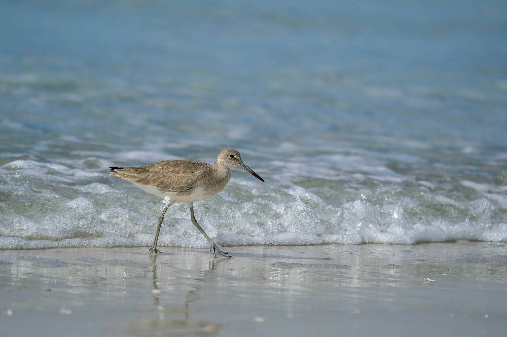 Birdwatching at Radhanagar Beach