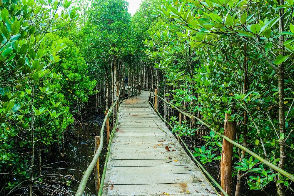 Dhani Nallah Mangrove At Rangat Island