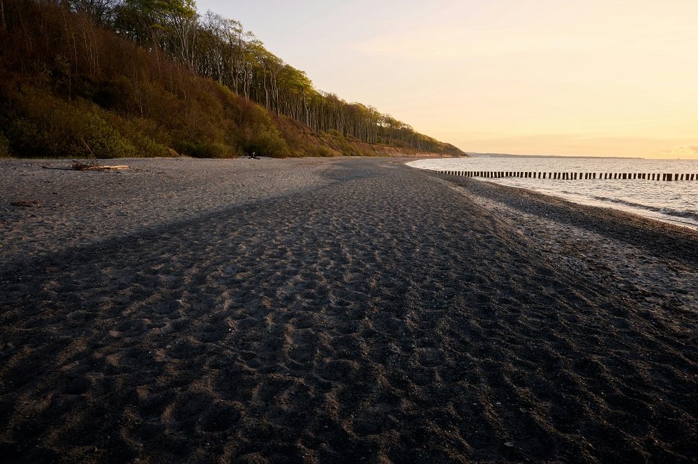 Elephant Beach at sunset with black sand and trees