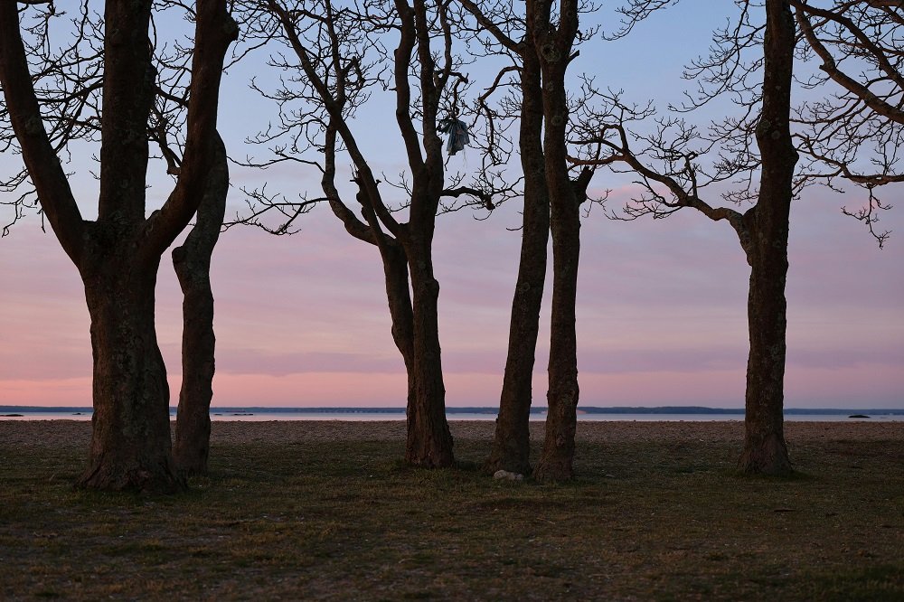 Trees with beautiful view at Diglipur Beach