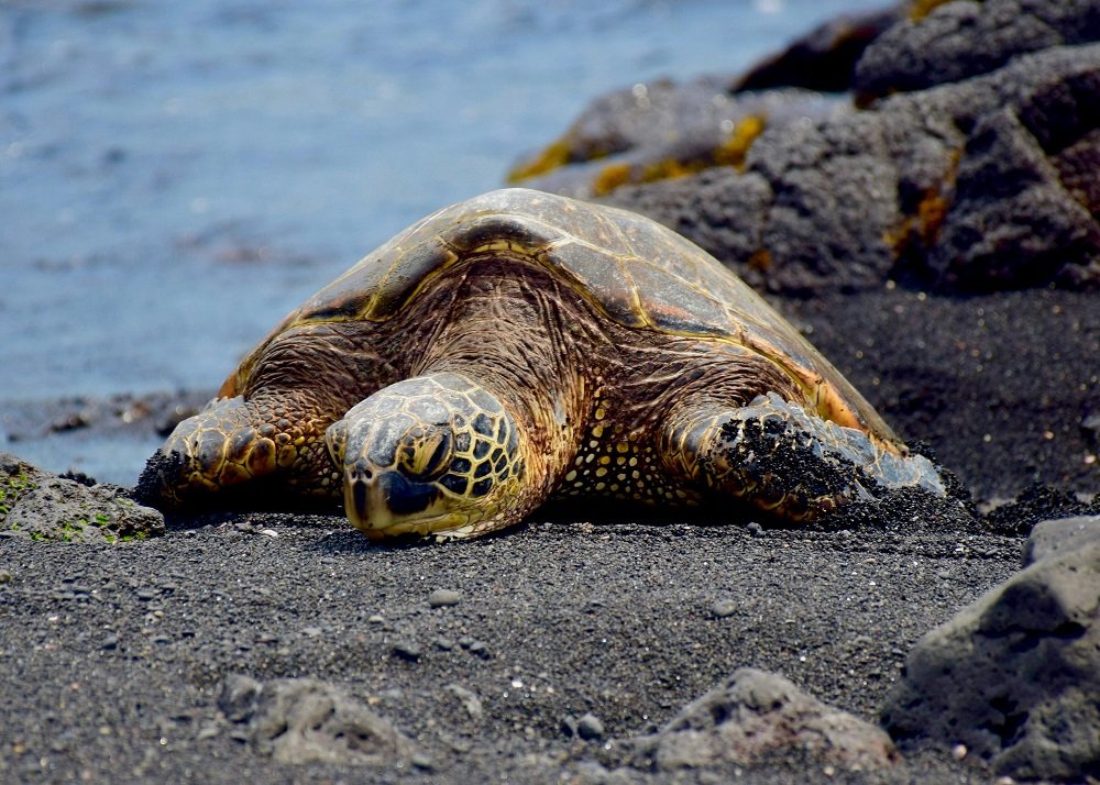 Visit Ramnagar Beach For Turtle Nesting