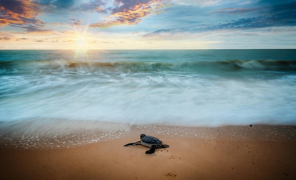 Watch Turtle Nesting At Kalipur Beach