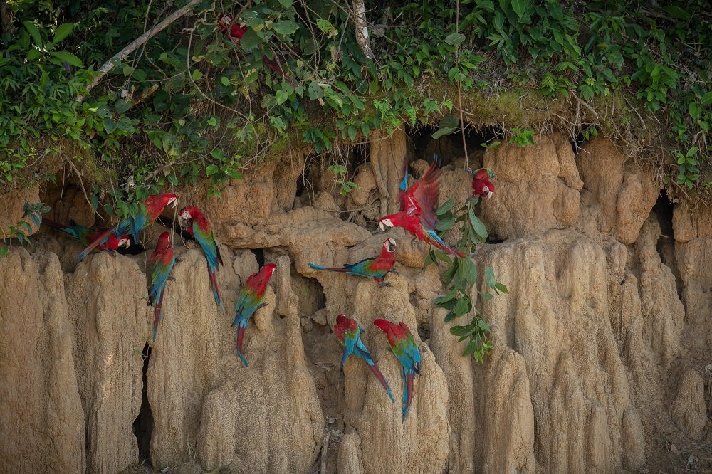 Parrot Island
