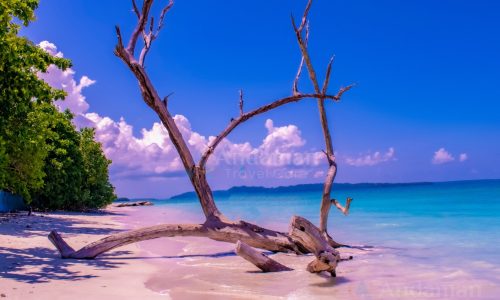 List of top activities to do in Havelock Island, Andamans with a complete travel guide.